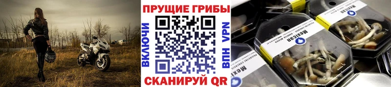 Купить  Новоузенск  Галлюциногенные грибы Magic Shrooms 